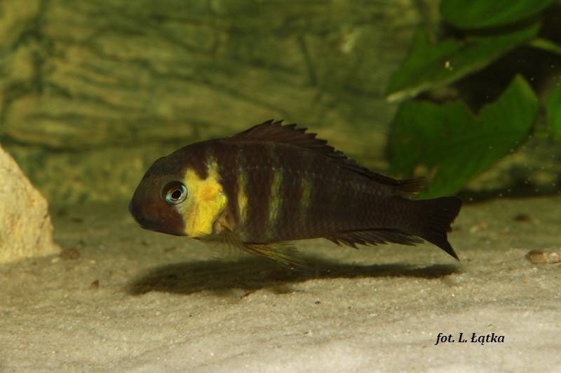 Tropheus sp. 'lukuga' Kabimba